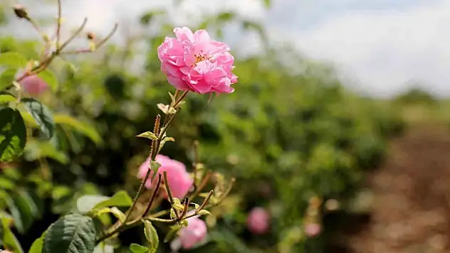 Gül üreticilerinin çilesi bitecek, kazançları artacak