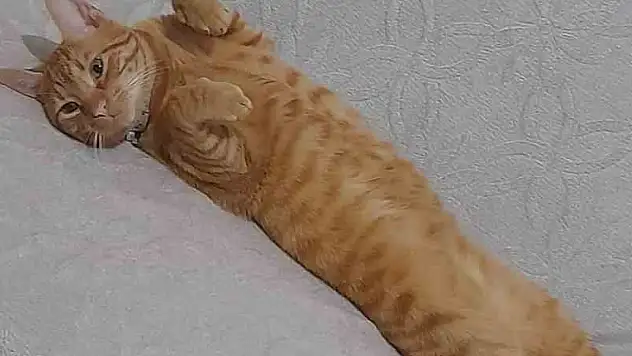 Kayıp kedisini bulana para ödülü verecek