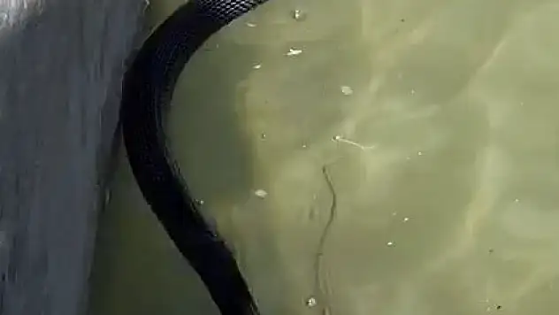 Suya düşen yılanı merdivenle kurtardı o anlar kamerada