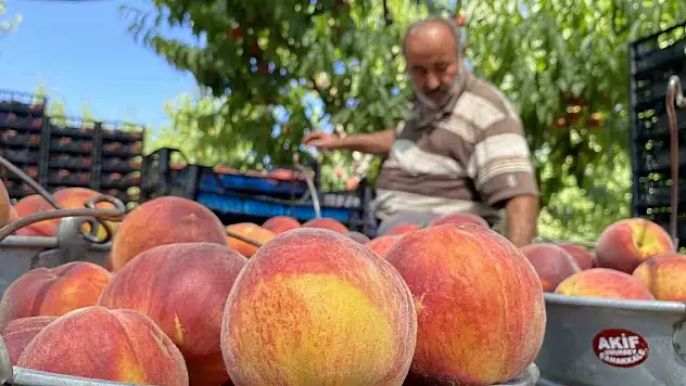 Coğrafi işaret tescilli şeftali yurt dışında da büyük rağbet görüyor