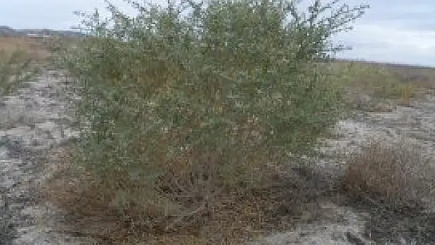 Erezyonla mücadelede umut veriyor