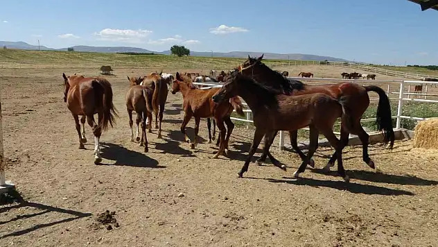Milyonluk ünlü Arap yarış tayları görücüye çıkıyor