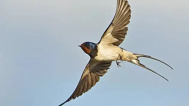 Kırlangıçlar Hakkında 10 Enteresan Bilgi: Türk Kültürü İçin Neden Kutsal Bir Hayvan?