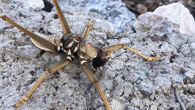 O ilde etçil çekirge görüldü