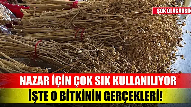Nazar için kullanılıyordu ama bu gerçeklere inanamayacaksınız! İşte o bitki