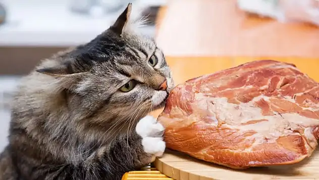 Kedilerin en çok sevdiği 7 yiyecek