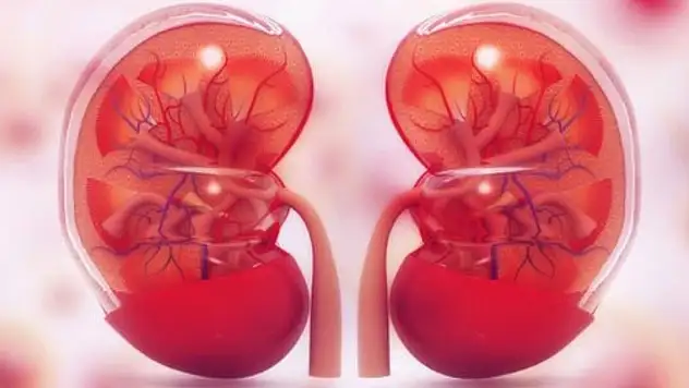 Böbrek dostu besinler