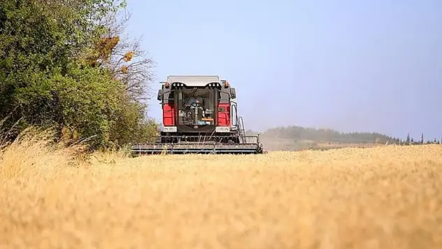 Buğdayda beklenen üretim miktarı açıklandı