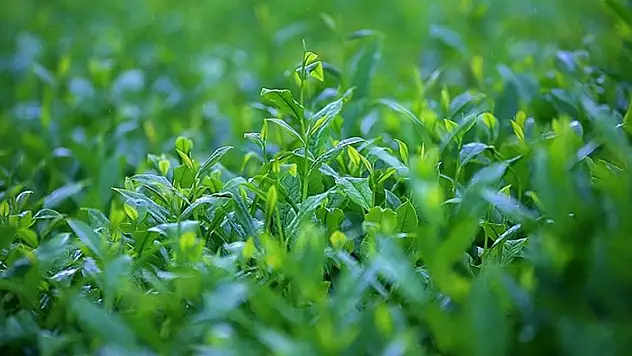 Türk çayı ihracatı yılın ilk yarısını artışla kapattı