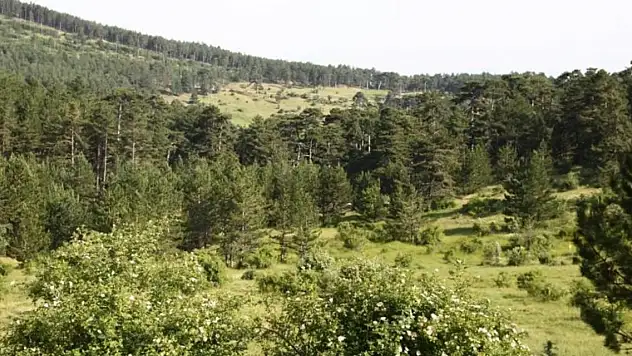 Yangınların ardından bir ilde daha ormanlara girişler yasaklandı!