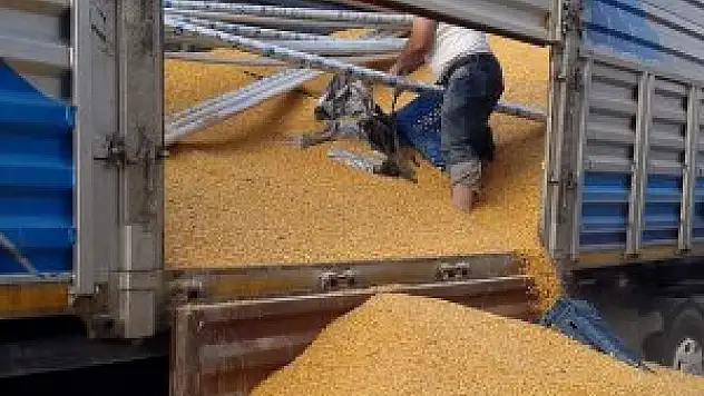 Kepek ve mısır arası 55 bin paket kaçak sigara