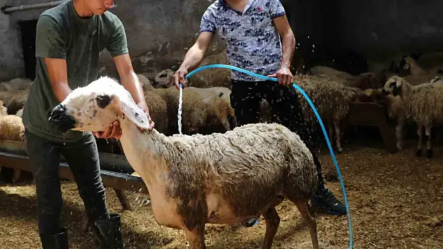 Sıcaklık 52 dereceye ulaştı, besiciler koyunları soğuk suyla yıkadı