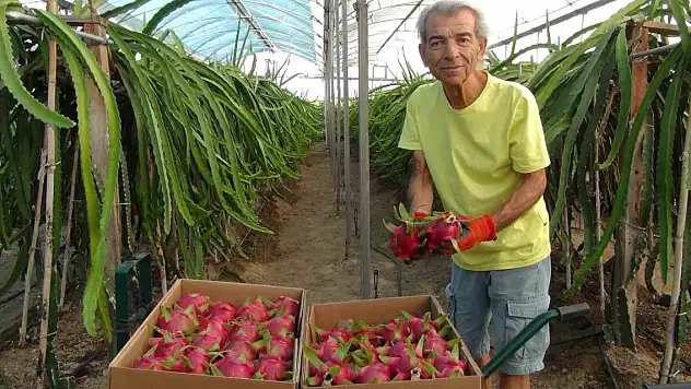 Mersin'de ejder meyvesinin hasadı başladı