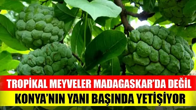 Tropikal meyveler Madagaskar'da değil,  Konya'nın yanı başında yetişiyor