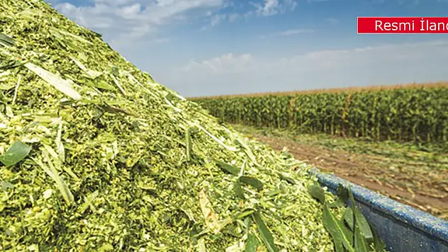 Hasıl mısır hasadı ve nakliyesi ihalesi yapılacak