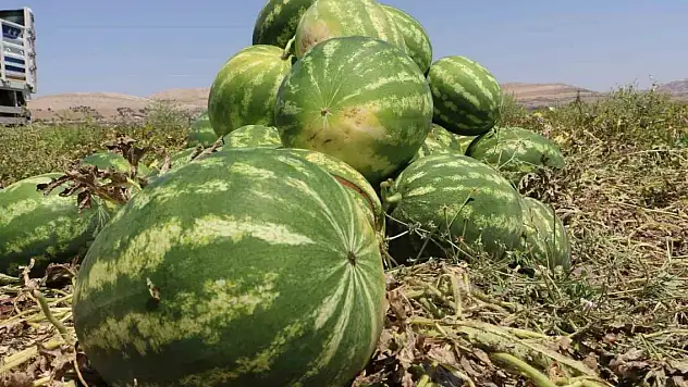 Diyarbakır'da karpuz hasadı başladı