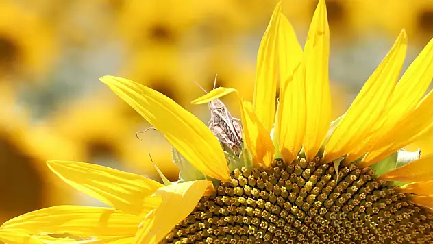 Tarlalarda çekirge istilası