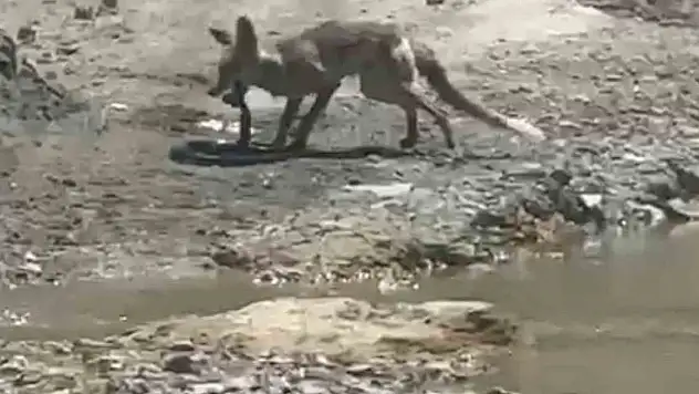 Tilki ile yılanın yaşam savaşı