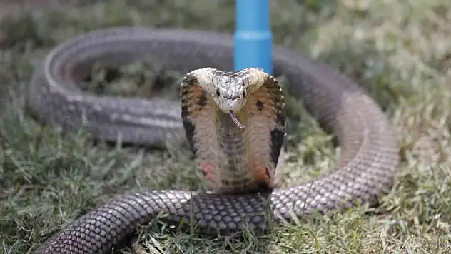 Erkek arkadaşını zehirli kobra ile öldürdü