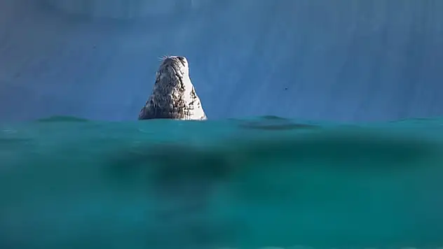 Okyanusların rengi yeşile dönüyor