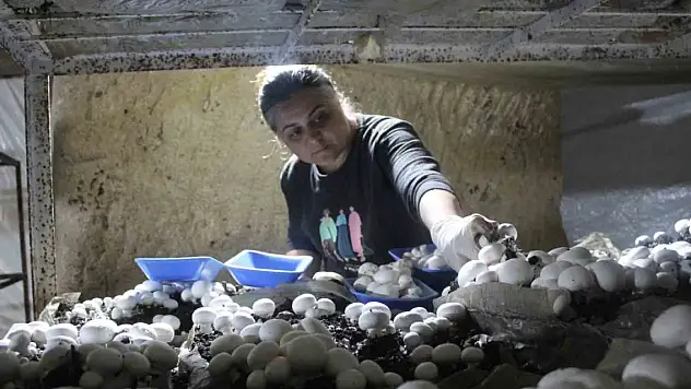 KOP desteği ile üretildi! Bu mantarların tadı da aroması da farklı