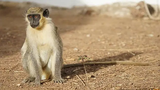 Yeşil maymun nasıl bir canlı türüdür?