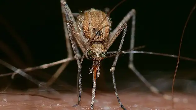 Dünya nüfusunun yarısı dang virüsü riski altında
