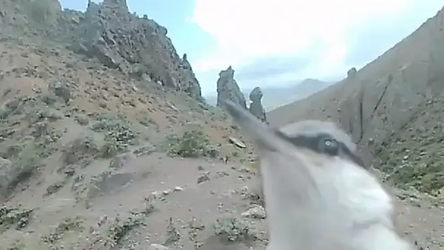 Fotokapanı gagalarken görüntülendi