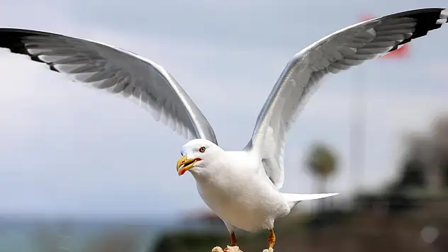 'Martı popülasyonu anormal seviyelere ulaştı'