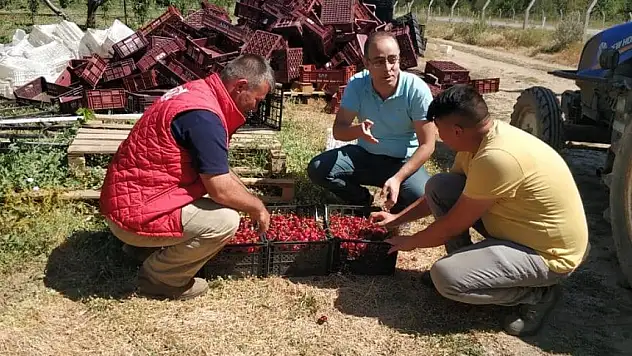 Beyşehir'de kiraz bahçelerinde hasat başladı