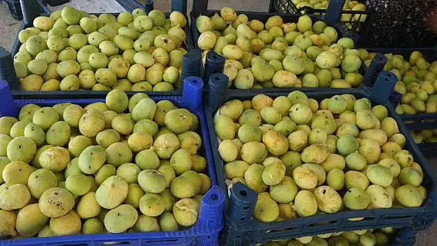 Beyaz altınının kilosu 65 lira... Konya ve Ankara'ya gönderiliyor