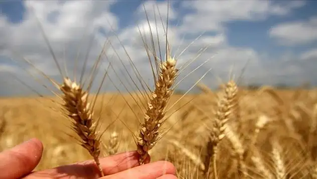 TMO hububat alımına başladı