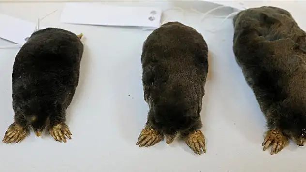 En büyük köstebek türü o ilde keşfedildi