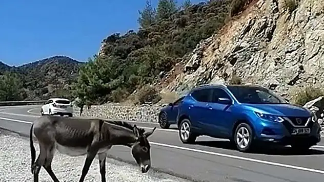Trafikte 'yaban eşeği' tehlikesi