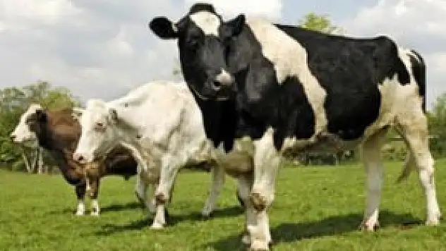 Besiciler kalıcı çözüm istiyor