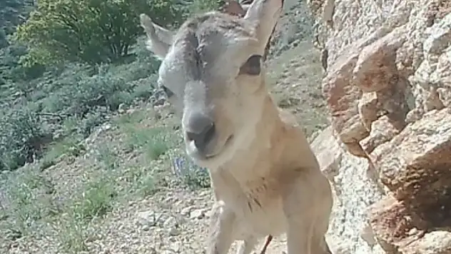 Türkiye'nin endemik türlerinden... Fotokapana yansıdı