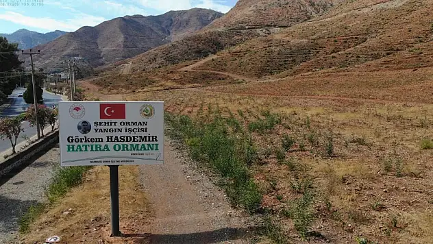 Yakın tarihin en büyük orman yangınıydı... Yanan alanlar tekrar yeşeriyor