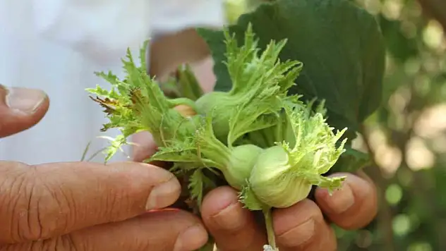 Fındık üreticisine 'erken hasat' uyarısı: Zararı milyonlarca TL