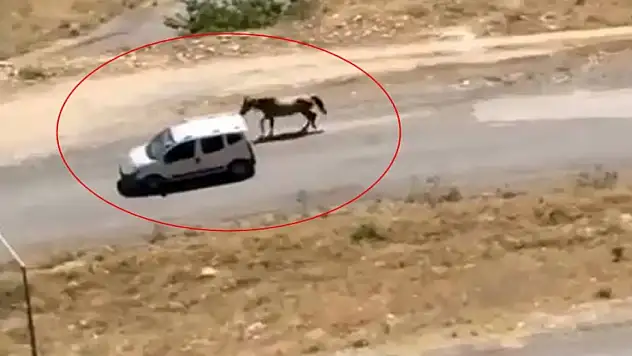Hafif ticari aracına bağladığı atı koşturarak götürdü
