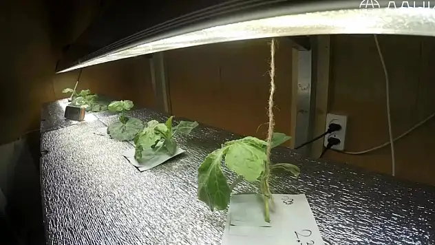 Rus bilim adamları Antarktika'da karpuz yetiştirdi