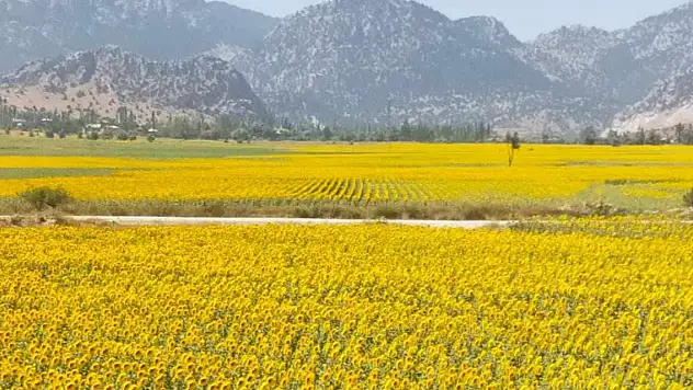 Sarıya bürünen ayçiçeği tarlaları görsel şölen sundu
