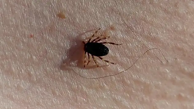 O bölgede kene vakaları düşüşe geçti