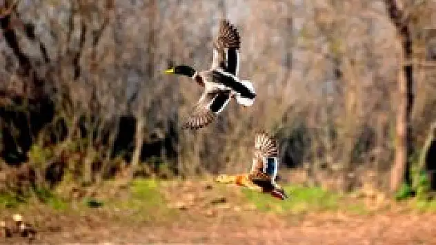 Küresel ısınma göçmen kuşları da vurdu