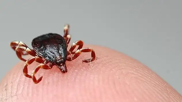 Çankırı'da kene can aldı