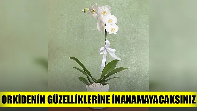 Orkidenin güzelliklerine inanamayacaksınız
