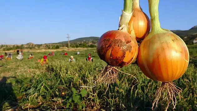 Tarlada 5, tezgahta 15 lira