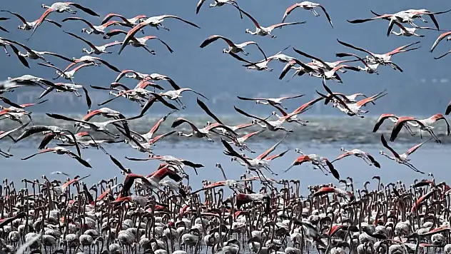 İklim değişikliği onları da etkiliyor