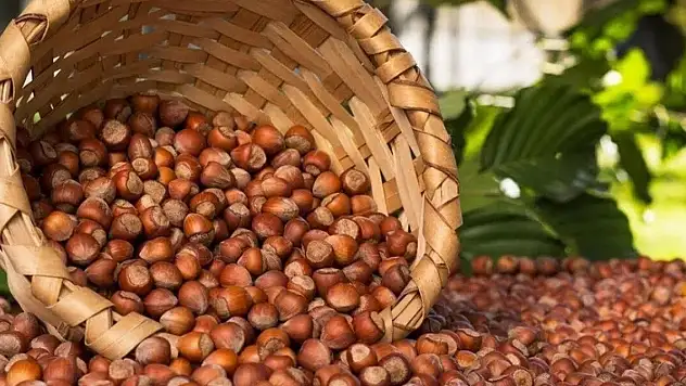 Fındık alım fiyatları belli oldu