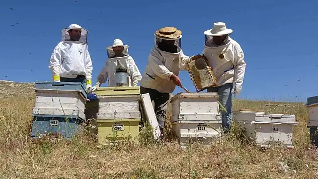 Endemik bitkili zengin florada üretilen yayla balı sağıldı... Veriler Konya ile paylaşılıyor