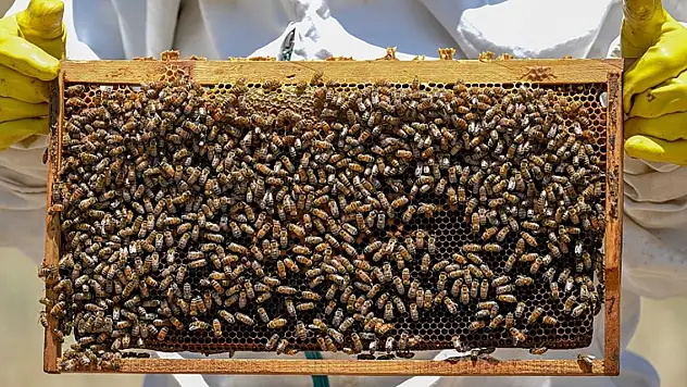 Türkiye'ye 'ballı' gelir... 19 milyon dolar kazandırdı